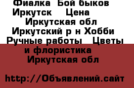 Фиалка “Бой быков“ (Иркутск) › Цена ­ 160 - Иркутская обл., Иркутский р-н Хобби. Ручные работы » Цветы и флористика   . Иркутская обл.